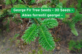 George Fir Tree Seeds, Abies forrestii georgei, Fast-Growing Evergreen with Neon Foliage, Conifer Seeds for Garden, Bonsai & Landscaping