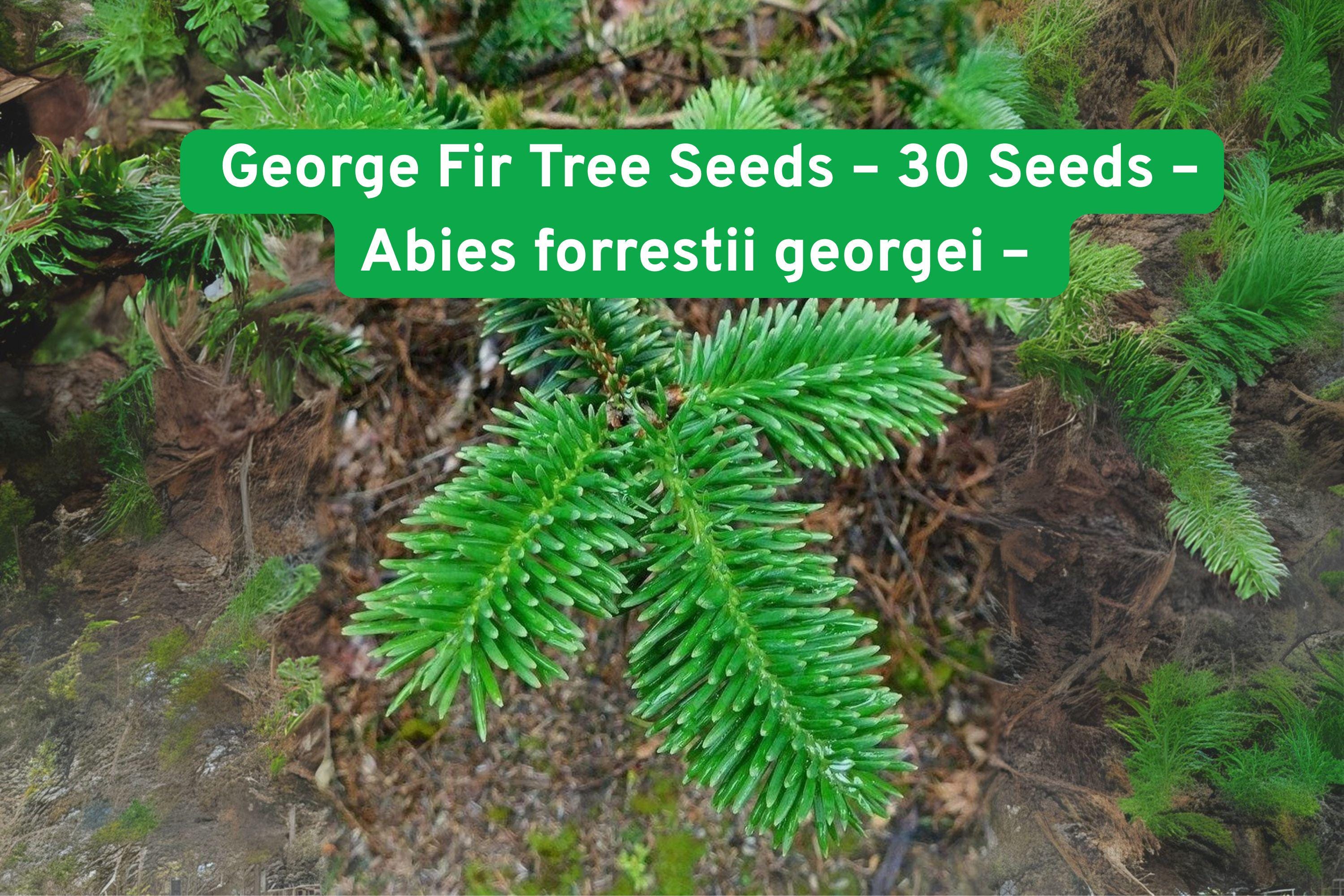 George Fir Tree Seeds, Abies forrestii georgei, Fast-Growing Evergreen with Neon Foliage, Conifer Seeds for Garden, Bonsai & Landscaping