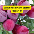 Santa Rosa Plum Tree – Live Fruit Tree, 4ft, Prunus salicina, Edible Plums, Self-Pollinating, Backyard Garden