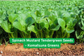 Komatsuna Seeds, 1000+ Pack, Spinach Mustard Tendergreen, Brassica rapa var. Komatsuna, Fast-Growing Leafy Green for Salads & Stir-Fry