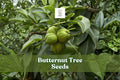 Butternut Tree Seeds Juglans cinerea White Walnut Edible Nuts Deciduous Hardwood for Reforestation & Landscaping