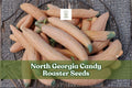 North Georgia Candy Roaster Squash Seeds - Heirloom Cucurbita maxima, Vining, Pink-Orange Fruit, High-Yield, Non-GMO, 10 Seeds