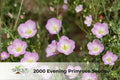 Purple Flame Dahlia Bulb - Perennial Flower for Garden Beds & Containers, Striking Purple Blooms, Easy to Grow