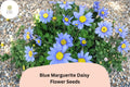Blue Marguerite Daisy Seeds | Felicia amelloides | Sky Blue Petals with Yellow Centers | Perennial for Gardens, Borders & Containers