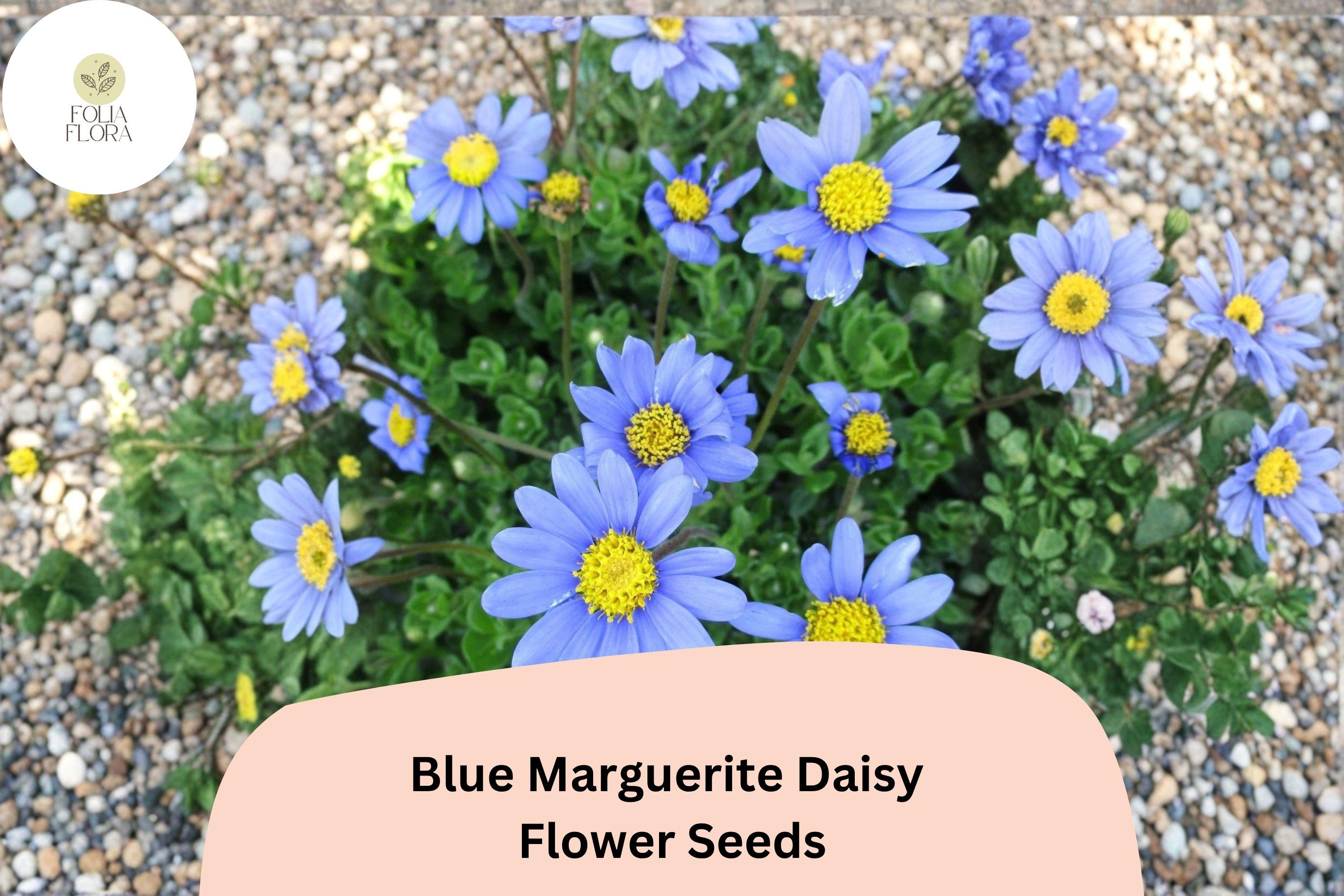 Blue Marguerite Daisy Seeds | Felicia amelloides | Sky Blue Petals with Yellow Centers | Perennial for Gardens, Borders & Containers