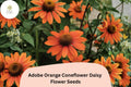 Adobe Orange Coneflower Seeds | Rudbeckia Hirta Pollinator Garden, Drought-Tolerant, Vibrant Orange Flowers, 200+ Seeds