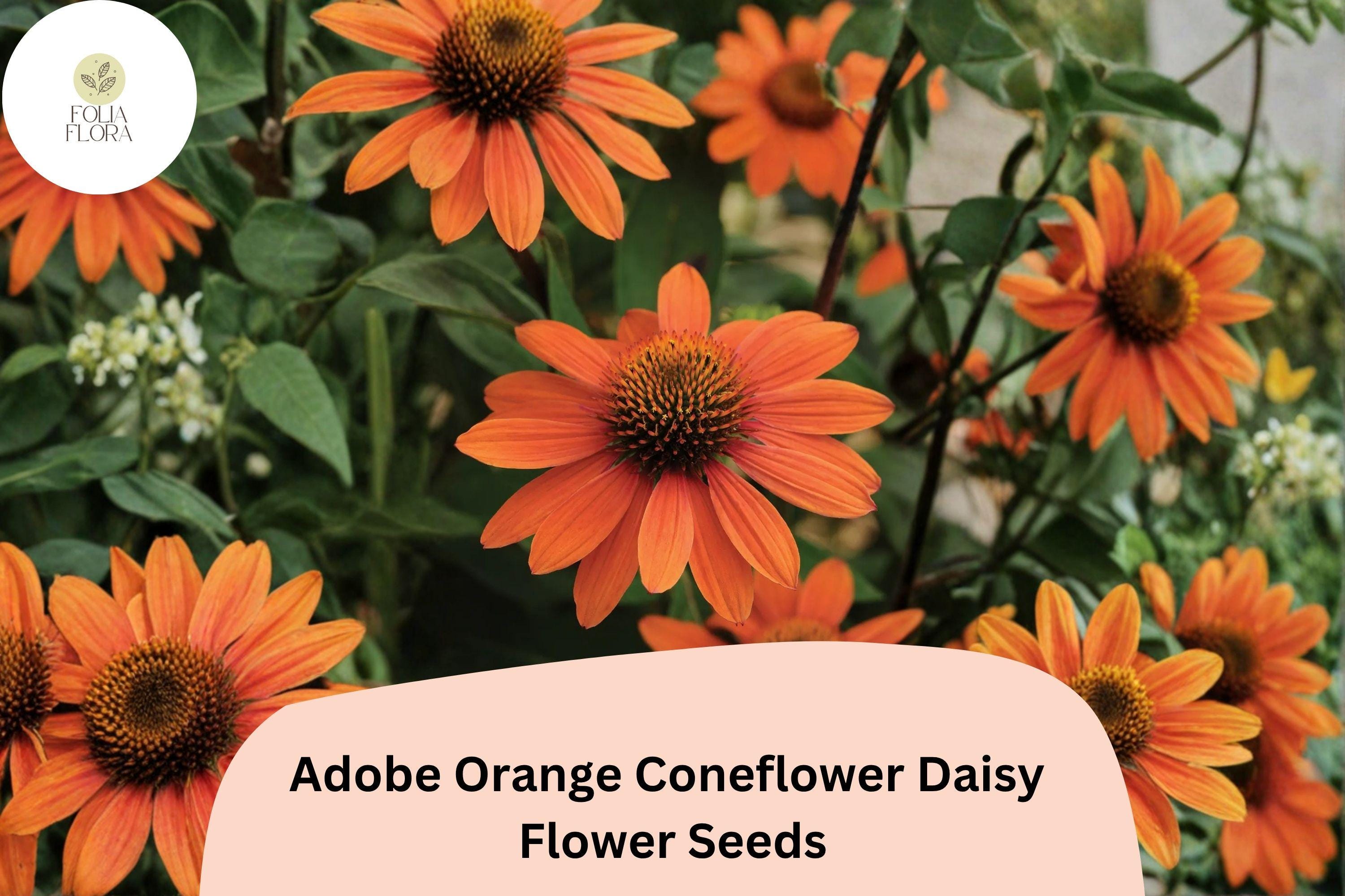 Adobe Orange Coneflower Seeds | Rudbeckia Hirta Pollinator Garden, Drought-Tolerant, Vibrant Orange Flowers, 200+ Seeds
