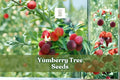 Yumberry Tree Seeds, Myrica rubra, Exotic Chinese Bayberry, Fruit-Bearing Evergreen, 10 Seeds