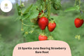 15 Live Bare Root Sparkle Strawberry Plants | June-Bearing Fragaria × ananassa Garden Fruit