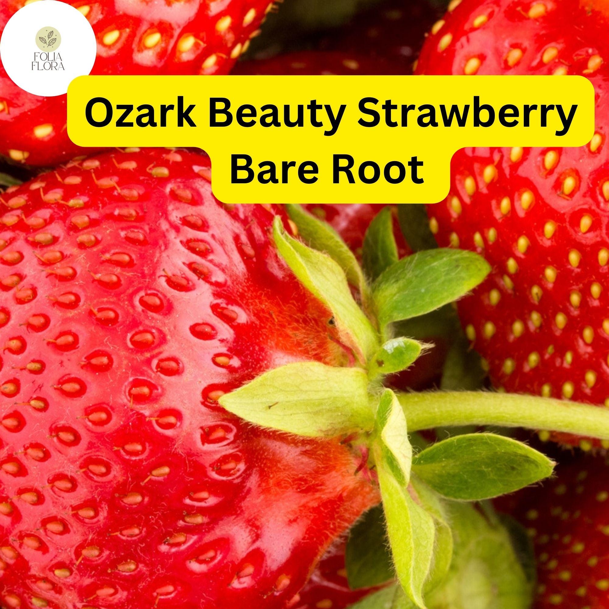 5 Ozark Strawberry Plants Live Bare Root Everbearing Fragaria × ananassa Non-GMO Perennial Fruit Plant