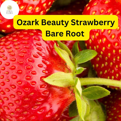 5 Ozark Strawberry Plants Live Bare Root Everbearing Fragaria × ananassa Non-GMO Perennial Fruit Plant