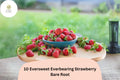 Eversweet Strawberry Plants | Live Bare Root | Everbearing Fragaria × ananassa | Garden Fruit, Perennial, Red Berries