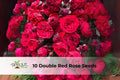 Darwin Hybrid Tulip Bulbs Set of 5 | Mixed Colors | Spring Flowering Perennial Bulbs | Tulipa (Darwin Hybrid)