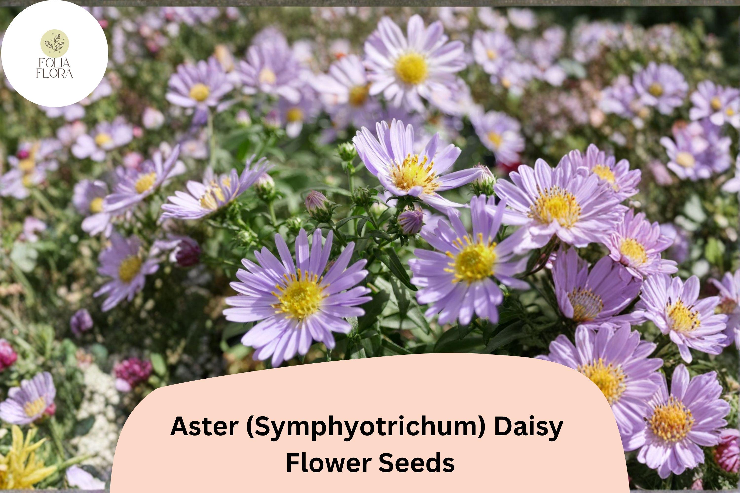 200+ Aster Daisy Seeds | Symphyotrichum novae-angliae Perennial Flowers for Borders & Pollinators