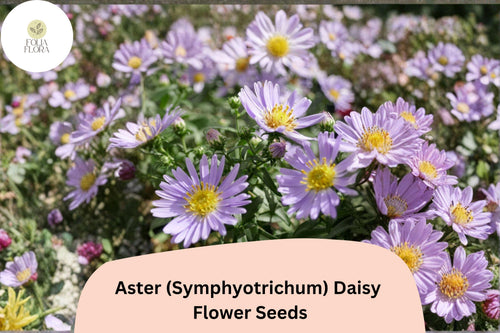 200+ Aster Daisy Seeds | Symphyotrichum novae-angliae Perennial Flowers for Borders & Pollinators