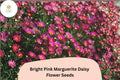 Pink Marguerite Daisy Seeds | Argyranthemum frutescens | Bright Pink Flowers for Garden Beds & Containers | 200+ Seeds