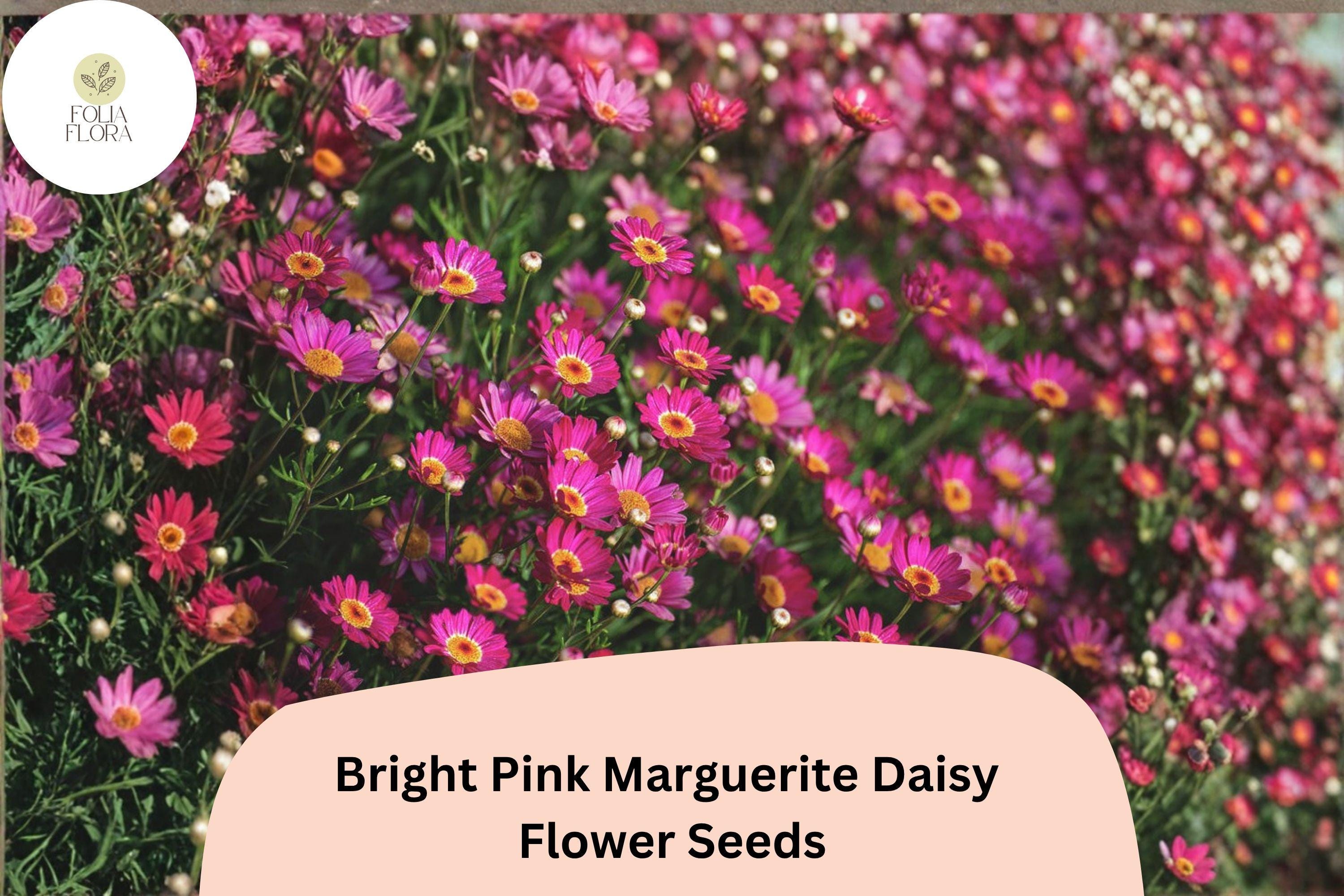 Pink Marguerite Daisy Seeds | Argyranthemum frutescens | Bright Pink Flowers for Garden Beds & Containers | 200+ Seeds