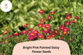Bright Pink Painted Daisy Seeds | Tanacetum coccineum Perennial Pollinator Garden Flower | 200+ Seeds