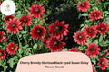 Cherry Brandy Black-Eyed Susan Seeds | Rudbeckia hirta | Deep Red Petals with Dark Centers | Drought-Tolerant Wildflower Seeds