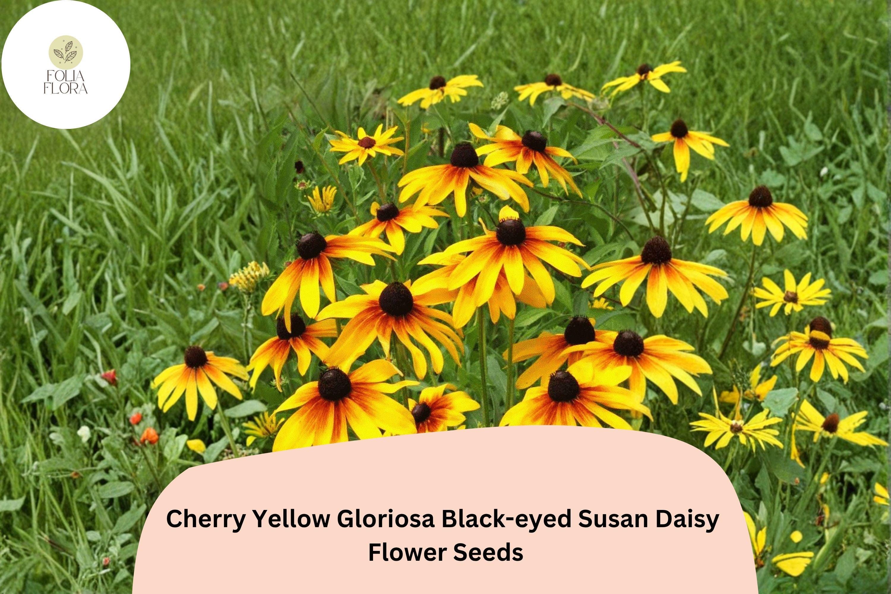 200+ Cherry Yellow Gloriosa Black-eyed Susan Seeds | Rudbeckia hirta | Bi-color Red & Yellow Daisy Flowers for Garden Borders
