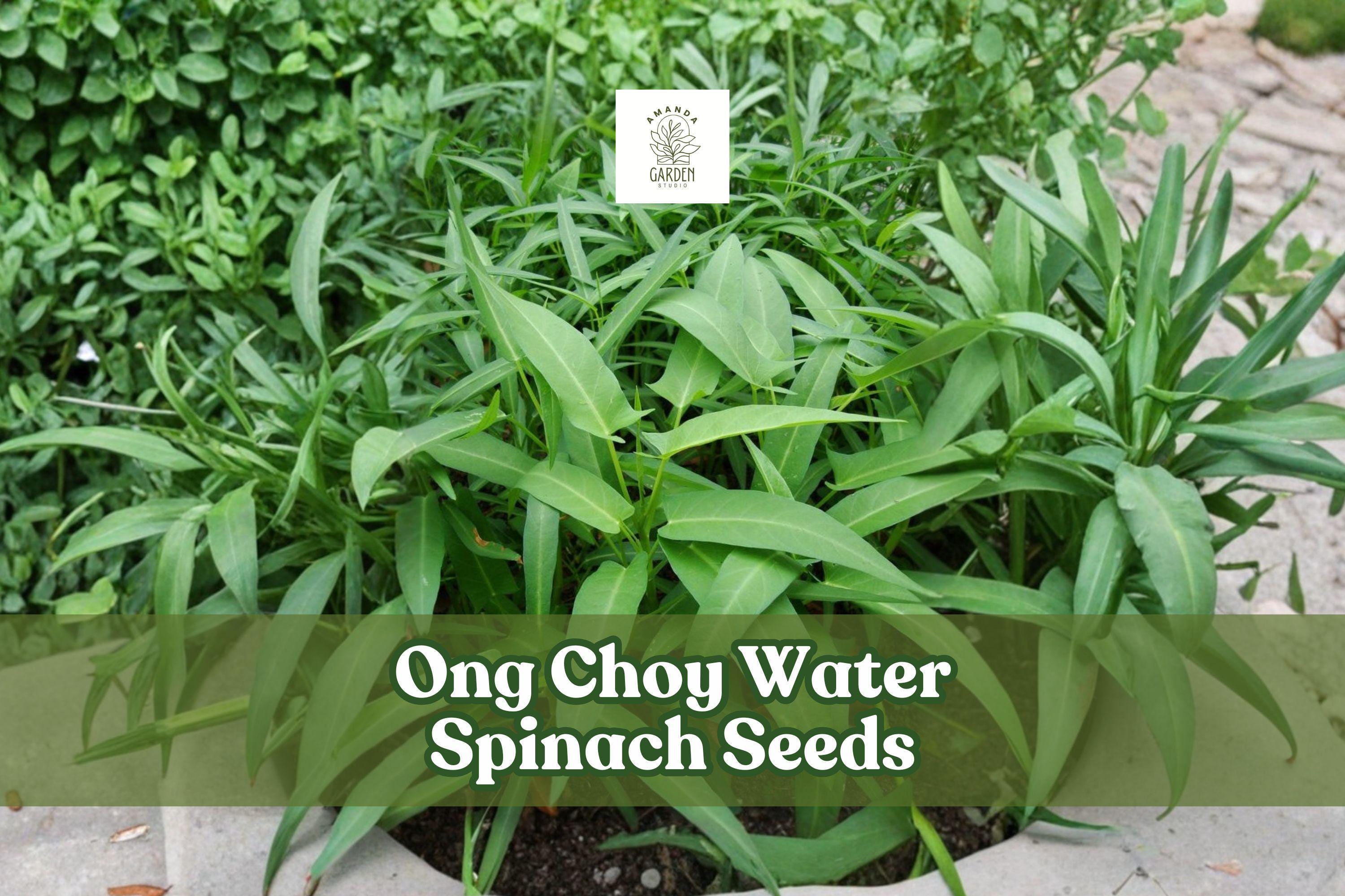 50 Ong Choy Seeds Asian Water Spinach Non-GMO Ipomoea aquatica Vegetable Seeds