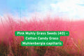 Pink Muhly Grass Seeds - Cotton Candy Ornamental Perennial, Deer Resistant, Muhlenbergia capillaris, Native, Drought Tolerant