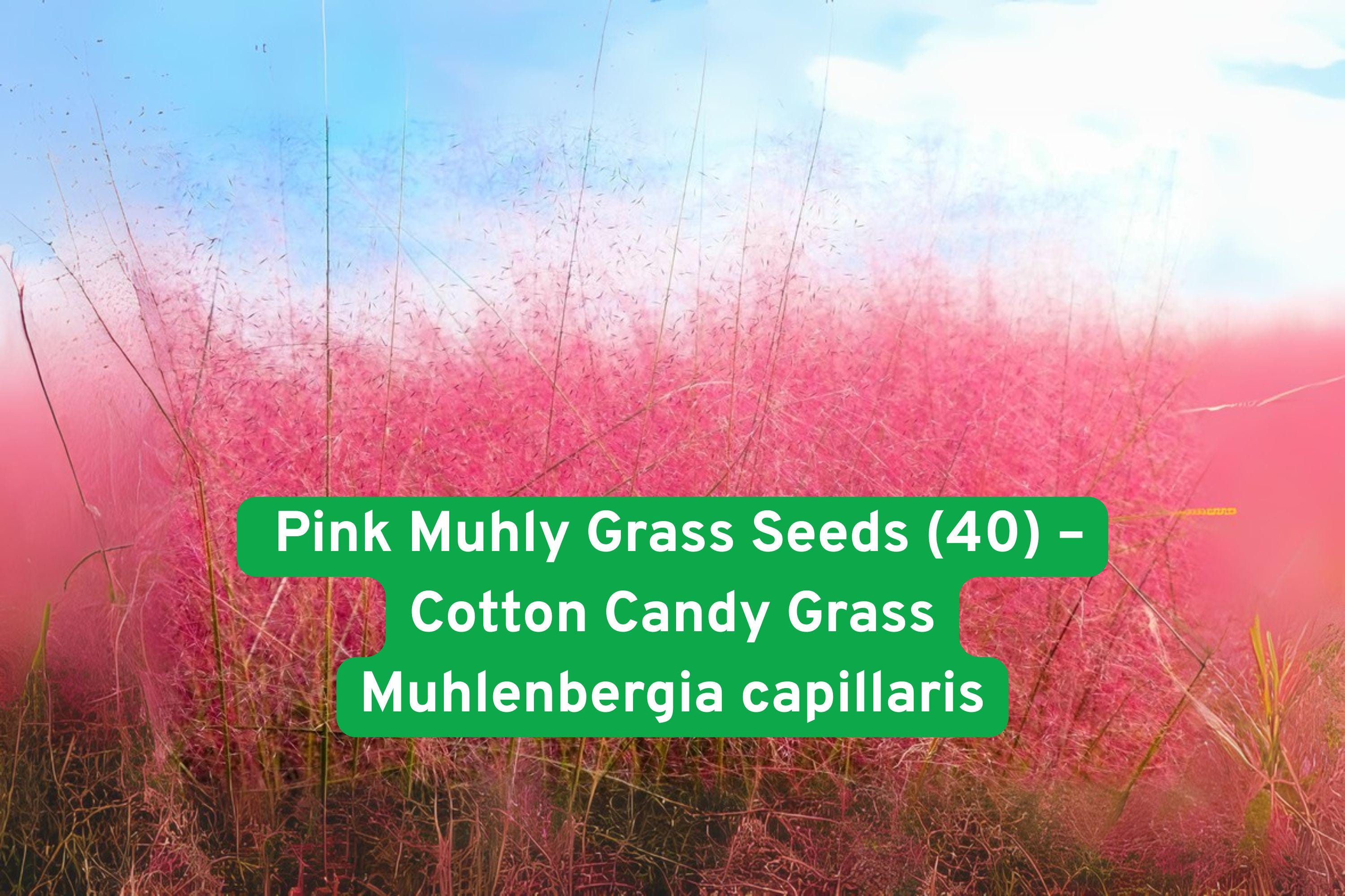 Pink Muhly Grass Seeds - Cotton Candy Ornamental Perennial, Deer Resistant, Muhlenbergia capillaris, Native, Drought Tolerant