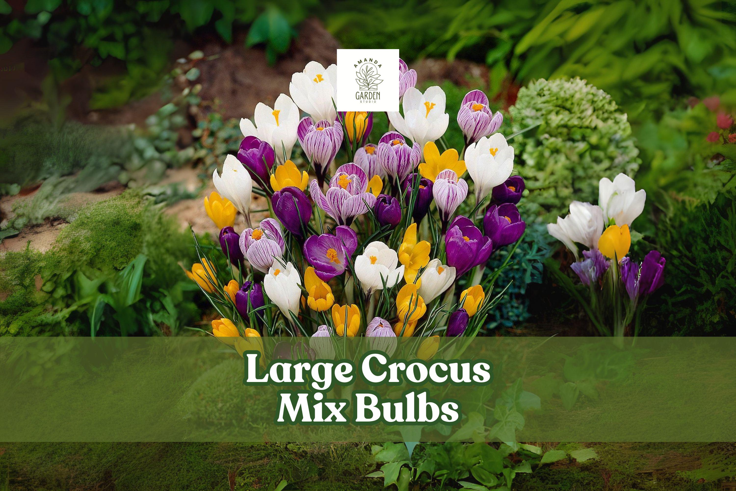 20 Mixed Crocus Bulbs - Hardy Perennial Spring Bloomers in Purple, Yellow & White - Crocus vernus Hybrids