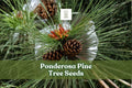 Ponderosa Pine Tree Seeds | Evergreen Conifer | Western Yellow Pine | Pinus ponderosa | 30 Seeds