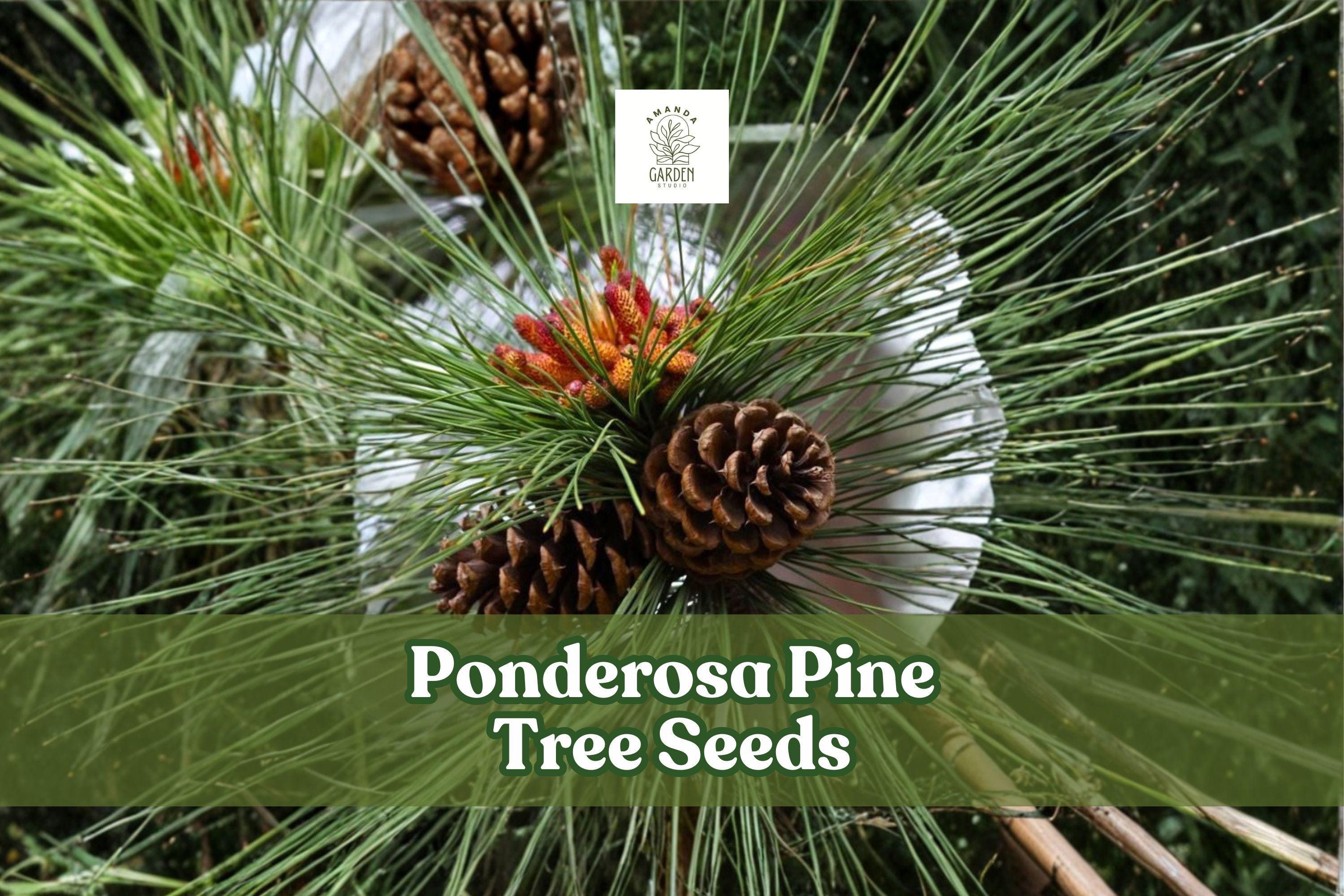 Ponderosa Pine Tree Seeds | Evergreen Conifer | Western Yellow Pine | Pinus ponderosa | 30 Seeds