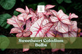 Caladium ‘Sweetheart’ Live Bulbs – Large Orange-Bronze Foliage, Heart-Shaped Leaves, Tropical Perennial Tubers