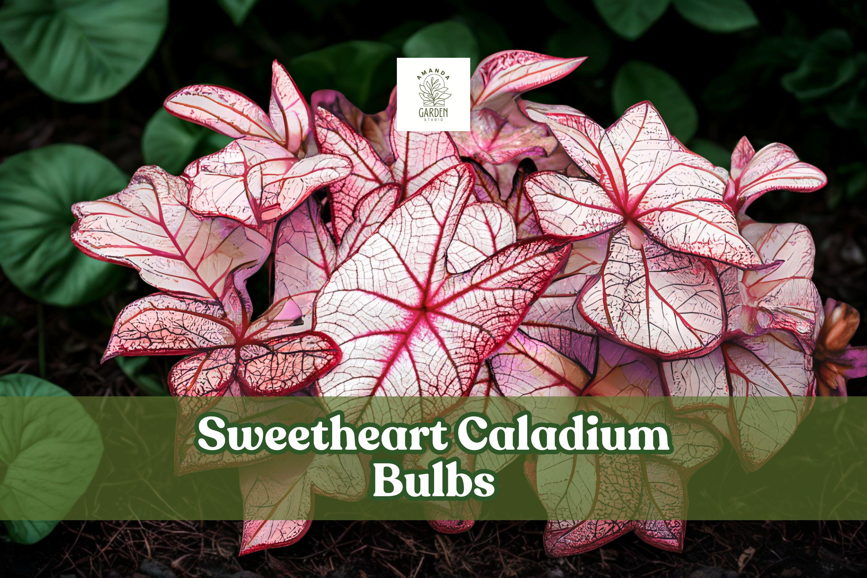 Caladium ‘Sweetheart’ Live Bulbs – Large Orange-Bronze Foliage, Heart-Shaped Leaves, Tropical Perennial Tubers