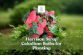 Harrison Strap Caladium Bulbs – Tropical Red & Green Foliage, Live Tubers, Shade-Loving Perennial, Caladium bicolor