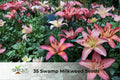 Bright Sunset Daylily Starter Plant – Vibrant Sunset Blooms, Hardy Perennial, Hemerocallis spp.