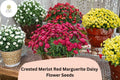 Merlot Red Marguerite Daisy Seeds | Argyranthemum frutescens, Vibrant Deep Red Petals, Pollinator-Friendly, Annual Flower Seeds