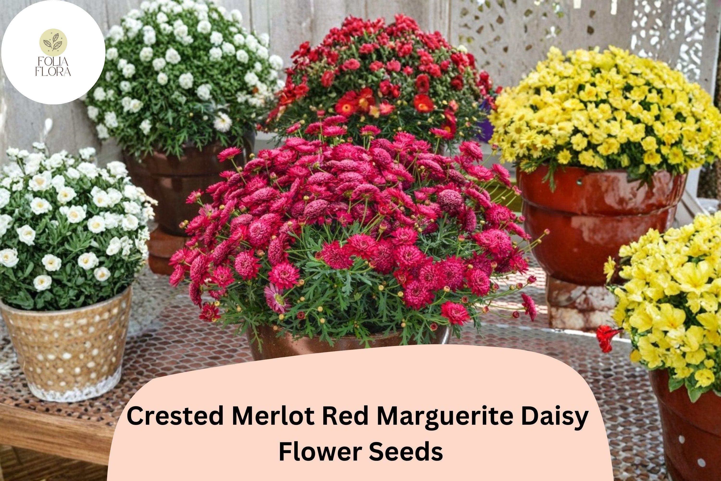 Merlot Red Marguerite Daisy Seeds | Argyranthemum frutescens, Vibrant Deep Red Petals, Pollinator-Friendly, Annual Flower Seeds