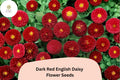 200+ Dark Red English Daisy Seeds | Bellis perennis Perennial Flower for Borders & Containers