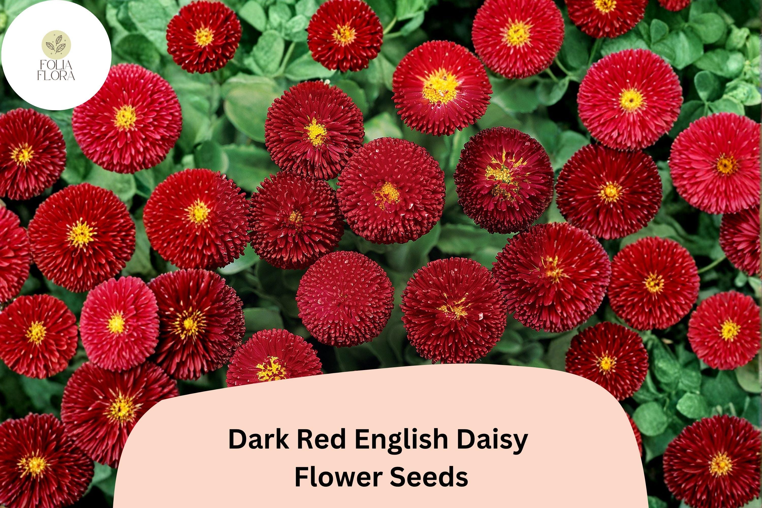 200+ Dark Red English Daisy Seeds | Bellis perennis Perennial Flower for Borders & Containers