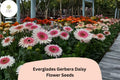 200+ Everglades Gerbera Daisy Seeds | Bright Colorful Blooms for Borders & Containers | Gerbera jamesonii Mix