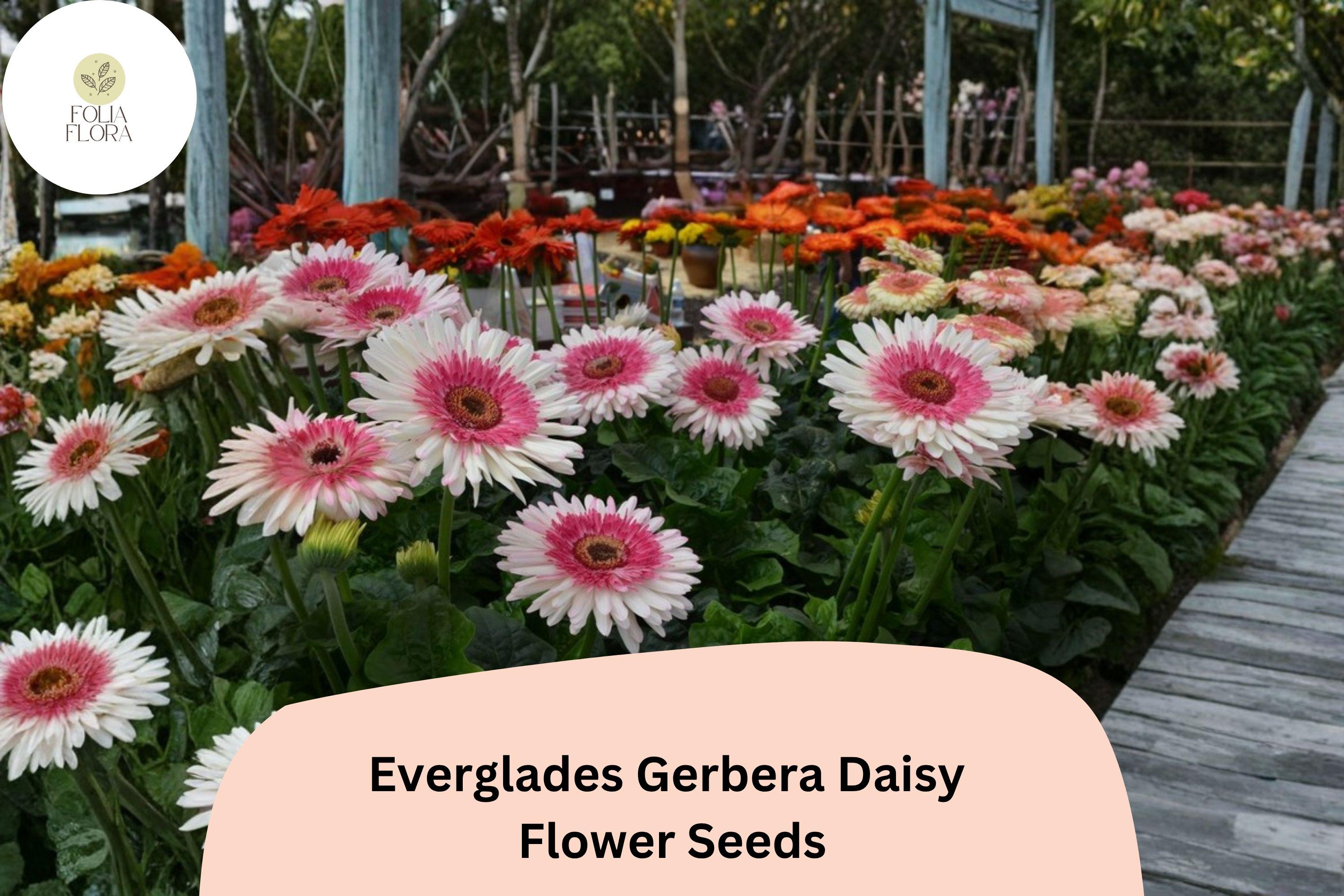 200+ Everglades Gerbera Daisy Seeds | Bright Colorful Blooms for Borders & Containers | Gerbera jamesonii Mix
