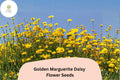 200+ Golden Marguerite Daisy Seeds Anthemis tinctoria Yellow Perennial Flowers for Pollinator Gardens