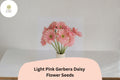 Light Pink Gerbera Daisy Seeds – Pastel Blooms for Gardens & Cut Flowers, Gerbera jamesonii, 200+ Seeds