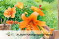 Tall Bearded Iris Rhizome – 2-Tone Purple Perennial Flower for Garden Borders & Containers