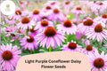 200+ Light Purple Coneflower Seeds | Echinacea purpurea | Hardy Perennial for Pollinator Gardens