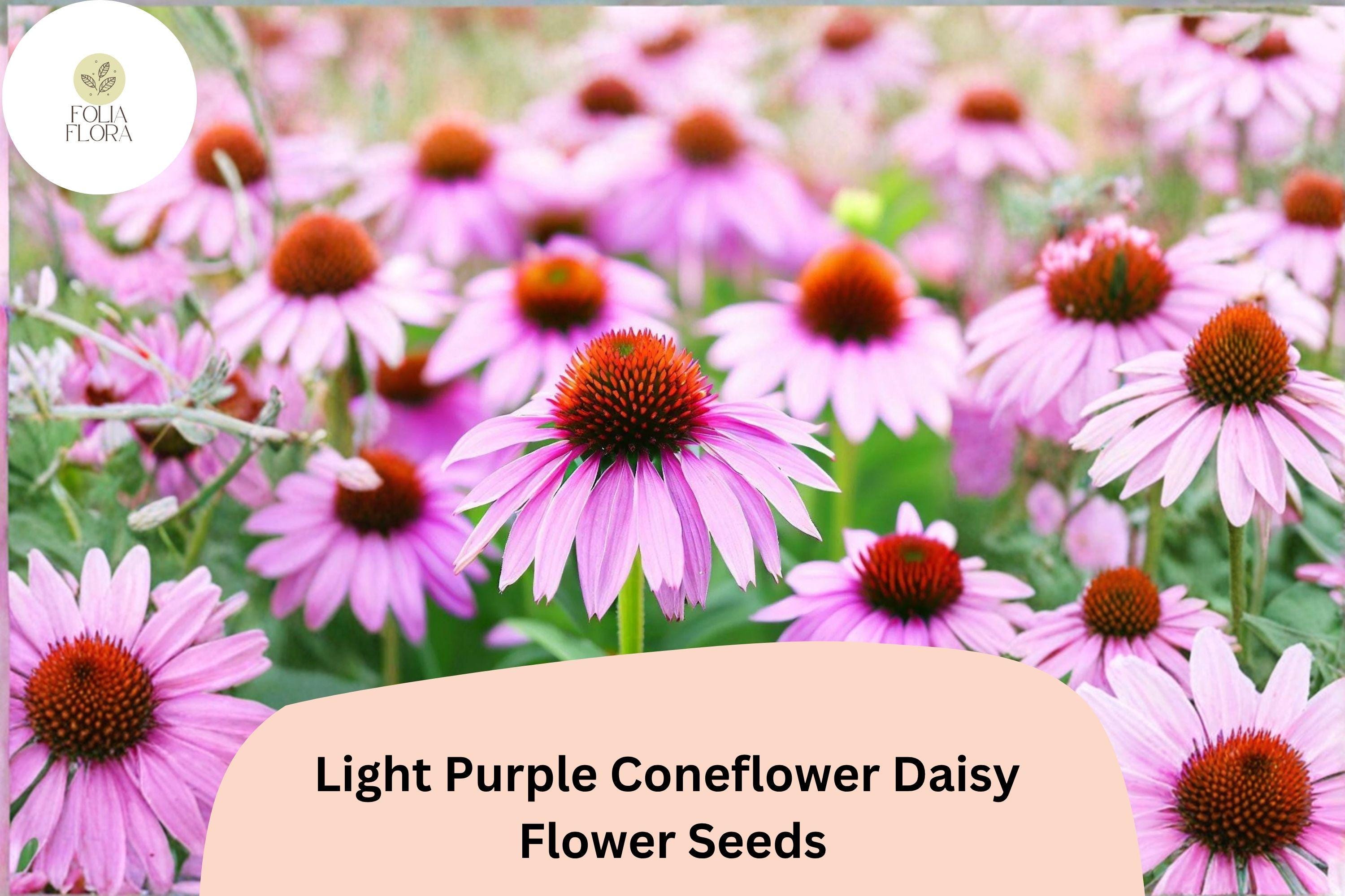 200+ Light Purple Coneflower Seeds | Echinacea purpurea | Hardy Perennial for Pollinator Gardens