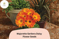 200+ Majorette Gerbera Daisy Seeds | Gerbera jamesonii Bright Colorful Blooms for Garden, Pots & Cut Flowers