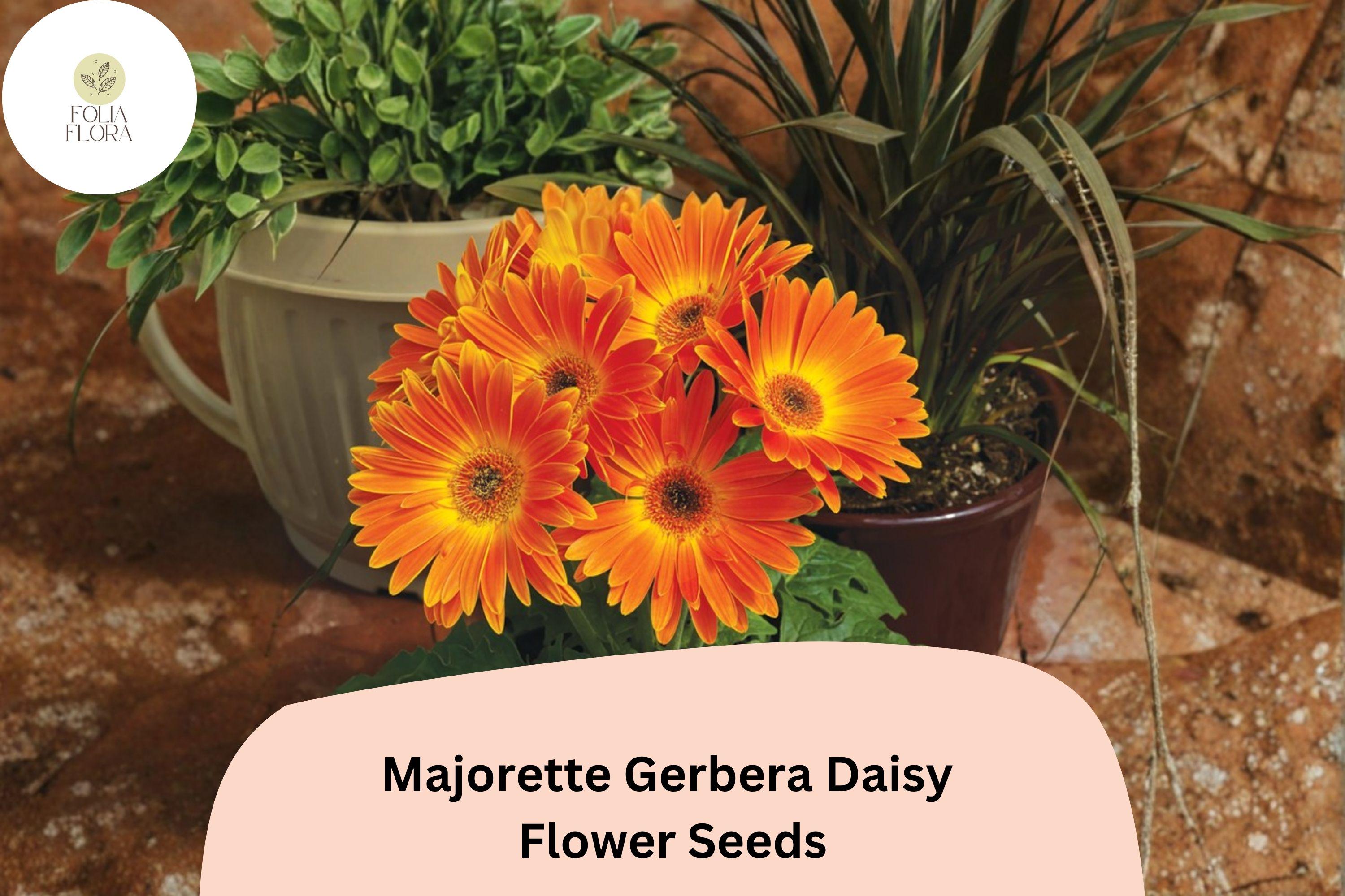 200+ Majorette Gerbera Daisy Seeds | Gerbera jamesonii Bright Colorful Blooms for Garden, Pots & Cut Flowers
