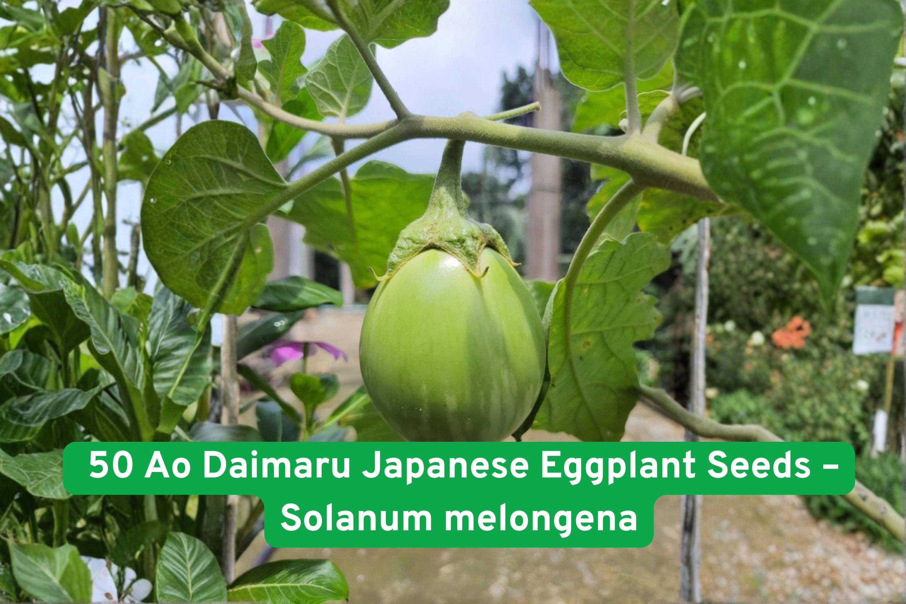 50 Ao Daimaru Japanese Eggplant Seeds – Heirloom Solanum melongena, Green Skin, White Flesh, Mild Flavor, Compact, Garden or Container