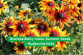 Gloriosa Daisy Seeds Rudbeckia Hirta Indian Summer Perennial Flower Bright Yellow with Red Centers