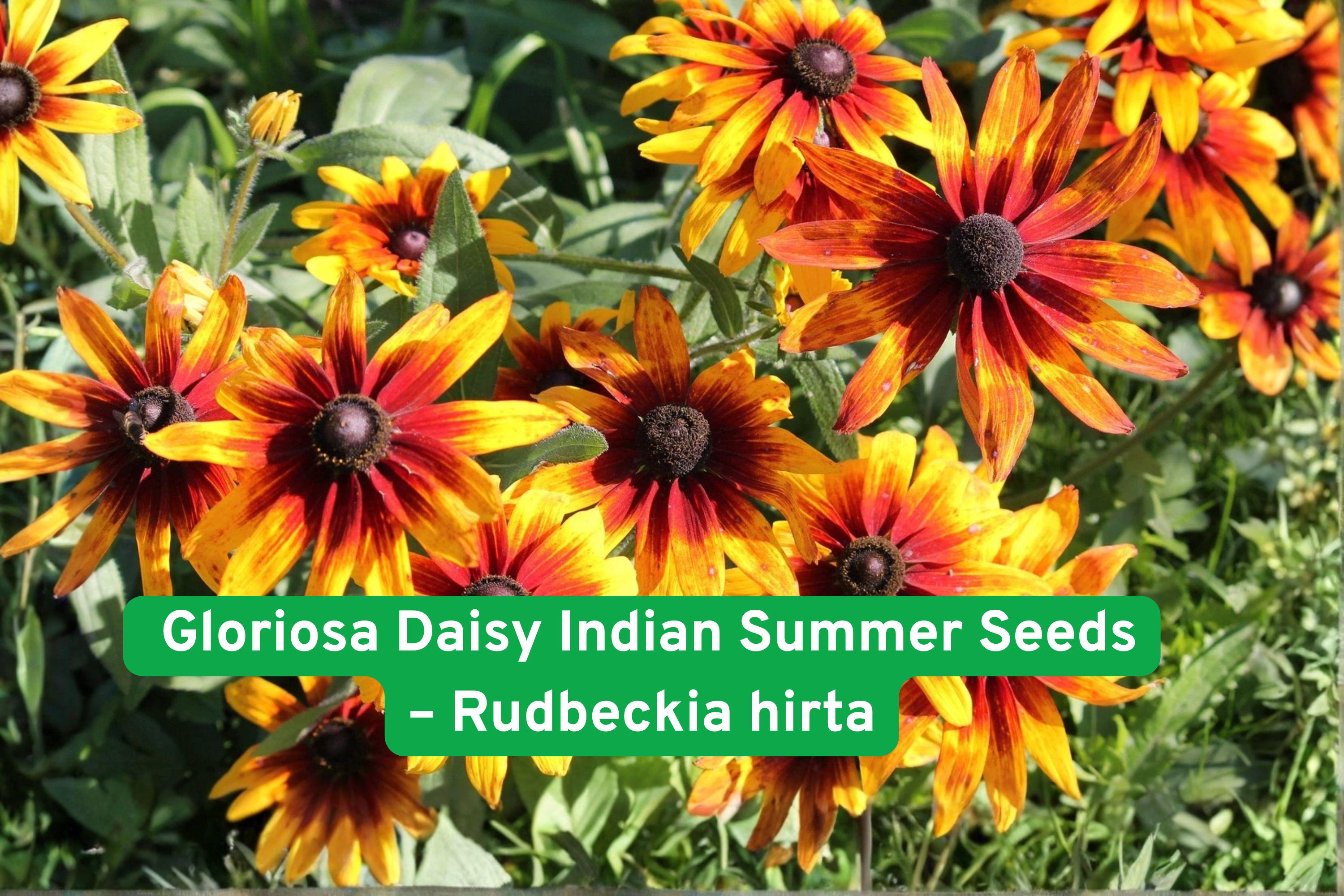 Gloriosa Daisy Seeds Rudbeckia Hirta Indian Summer Perennial Flower Bright Yellow with Red Centers